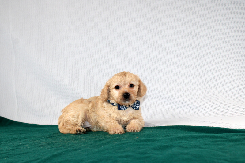 puppy, for, sale, Morki-Poo, Matthew B. Stoltzfus, dog, breeder, Gap, PA, dog-breeder, puppy-for-sale, forsale, nearby, find, puppyfind, locator, puppylocator, aca